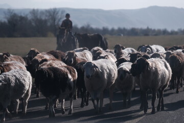 At Xinjiang's Nalati Grassland, a flock of sheep moves on the road, a herder follows, merging into...