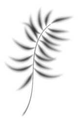 Palm leaves shadow. Transparent shade of plants. Tropical branch silhouette. Realistic floral blurred reflection