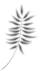 Palm leaves shadow. Transparent shade of plants. Tropical branch silhouette. Realistic floral blurred reflection