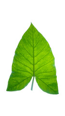 Fresh green alocasia leaf isolated on transparent background