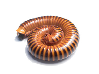  Beautifully colored millipedes curling up on a white background.
