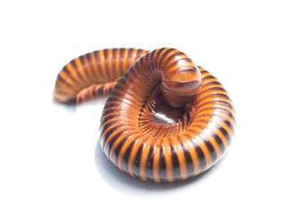  Beautifully colored millipedes curling up on a white background.