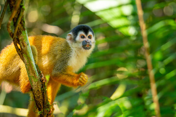  Close-up of a squirrel monkey, Central American squirrel monkey (Saimiri oerstedii), eating a caterpillar in the rainforest of Corcovado, Costa Rica.