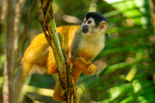  Close-up of a squirrel monkey, Central American squirrel monkey (Saimiri oerstedii), eating a caterpillar in the rainforest of Corcovado, Costa Rica.