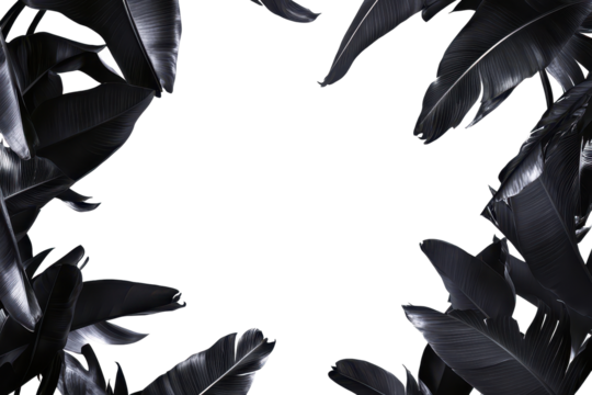 Framing elegance with dark palm leaves surrounding a stark white background in a minimalistic setting