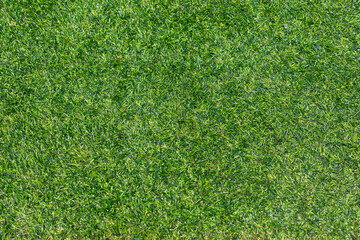 A close-up of green artificial grass background. Warm sunshine