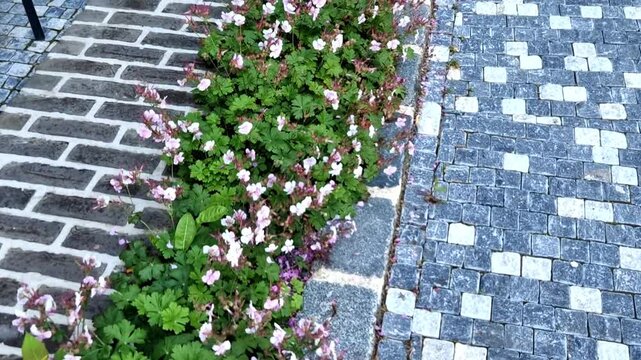 flowerbed with perennials and grasses in a square stone cobblestone tiles, granite curbs purple white and yellow aster ornamental grasses with sage in city park, tower block, exterior office