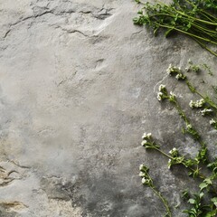 Naklejka premium Fresh Green Herbs on Rustic Stone Surface with Natural Light