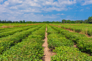 Tea plantations in the city of Lankaran