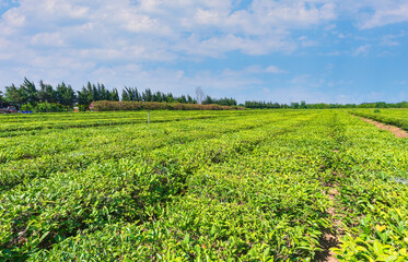 Tea plantations in the city of Lankaran