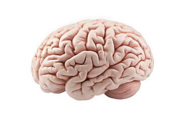 Detailed human brain anatomy medical illustration cerebral organ science biology healthcare isolated on transparent background