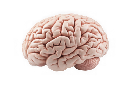Detailed human brain anatomy medical illustration cerebral organ science biology healthcare isolated on transparent background