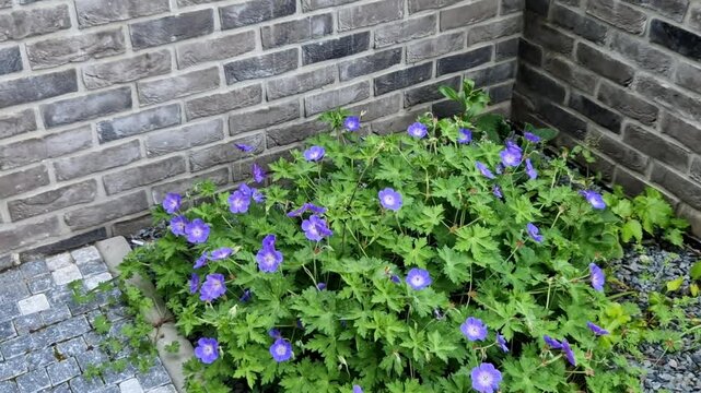 flowerbed with perennials and grasses in a square stone cobblestone tiles, granite curbs purple white and yellow aster ornamental grasses with sage in city park, tower block, exterior office