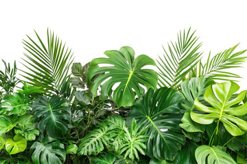 Enhance your design projects with this high quality green foliage featuring various tropical plants and vibrant leaves