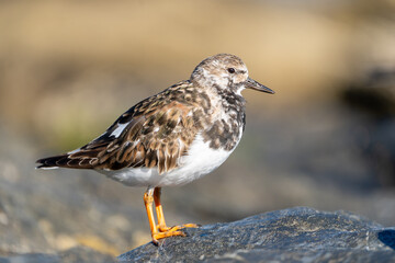 Vuelvepiedras, Turnstone
