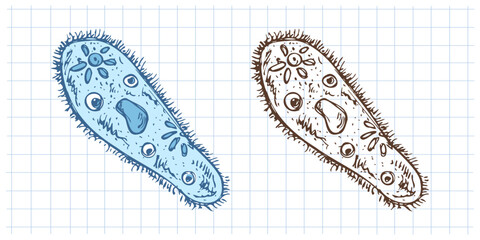 Hand drawn vintage sketch of paramecium microorganism set in color and monochrome on grid notebook background