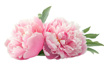 Peony flowers in soft pink tones with lush green leaves isolated on a clean white background for elegant decor inspiration and floral arrangements