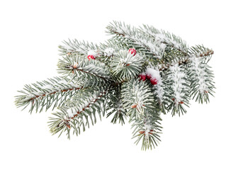 christmas tree branch