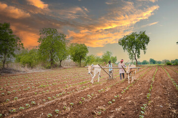 indian farmer working with bull in the field
