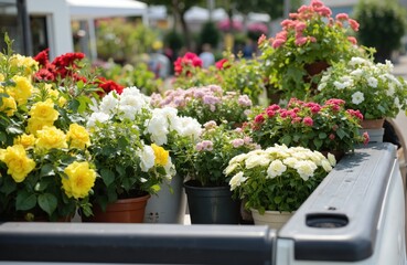 Truck bed full of potted blooming flowers, roses. Yellow, red, pink, white plants at flower shop delivery. Gardening concept, floral business. Blossoming beauty in pots. Spring time.