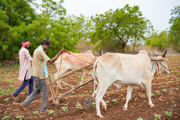 indian farmer working with bull in the field