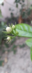 flower of a plant