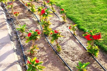 Flowers planted on lawn being watered by drip irrigation in spaces between rows with drip...