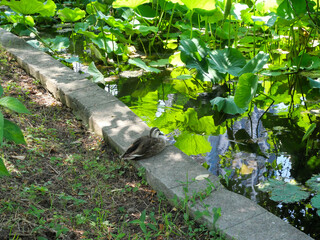 水辺の木陰で休むカモ