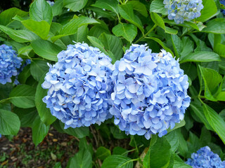 大きな2つの青い紫陽花