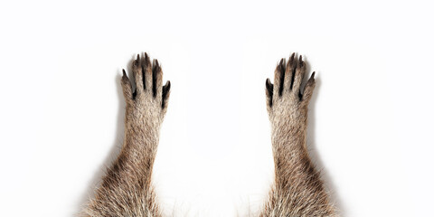 raccoon paws on a gray background. Free space for text. Wide angle horizontal wallpaper or web banner. 