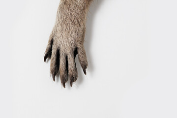 raccoon paws on a gray background. Free space for text. Wide angle horizontal wallpaper or web...