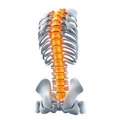 Fototapeta premium Human Spine Anatomy Ribcage Illustration Lumbar Thoracic Cervical on transparent background