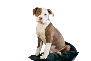 American Bulldog puppy 