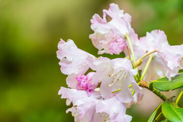繊細な花びらが舞う白色シャクナゲのクローズアップ