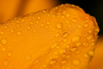 flowers covered with water droplets in spring, wet lily flowers in sunny weather