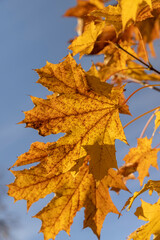 maple foliage against the sky, maple foliage changing color in Indian summer in sunny weather close up