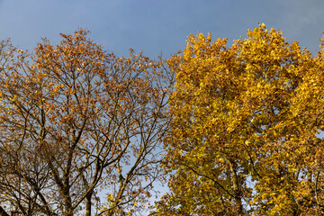 The last orange foliage on the maple tree, few maple leaves against the sky in sunny weather