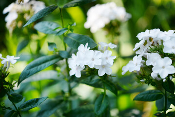 White blooming phlox bush in sunlight in the garden, summer floral background