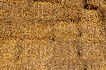 rectangular stacks of straw in the field , a lot of stack of wheat straw after grain harvest