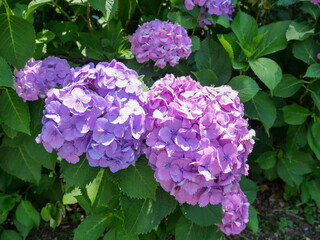 紫の華やかな紫陽花