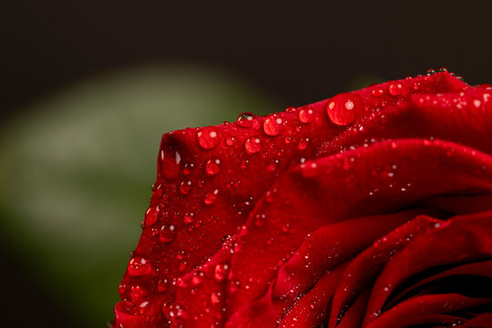red rose covered with water, a beautiful fresh macro rose flower on a black slate in drops of water, close up - Powered by Adobe