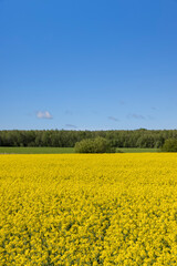 a field with rapeseed flowers, yellow rapeseed flowers in the summer during the flowering season