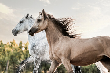 horse in the field running and being happy banner header copy space