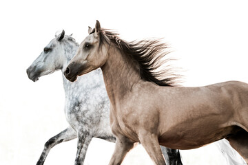 two powerful horses running being fast with a white background fine art edit