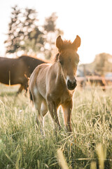 beautiful icelandic foal in orange sunlight being happy horse equine