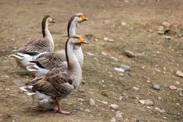 a group of geese on the ground near the shore, three adult swans with grey and white feathers on the shore of a small lake