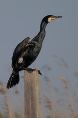 Cormorant preparing for take-off 