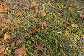 maple leaves covered with condensation close up, maple leaves fallen to the ground during the...