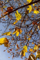 orange leaves on the branches of the maple tree in the autumn season in sunny weather, the beautiful foliage of maples during the fall in Indian summer