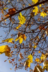 Fototapete orange leaves on the branches of the maple tree in the autumn season in sunny weather, the beautiful foliage of maples during the fall in Indian summer © rsooll